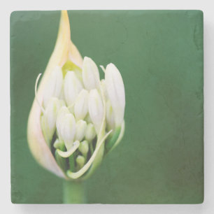 Porta-copo De Pedra Lírio Africano, Agapanthus Praecox, Cidade do Cabo