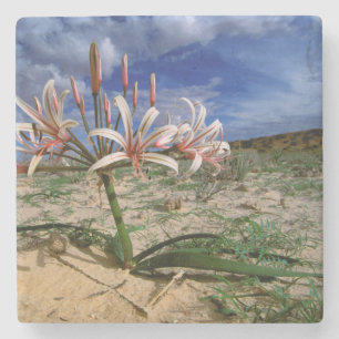 Porta-copo De Pedra Lírio Vlei (Nerine Laticoma) em Flor