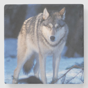 Porta-copo De Pedra lobo cinzento, Canis lupus, nos contrafortes