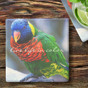 Porta-copo De Pedra Lorikeet Red Blue Bird Live Life in Color