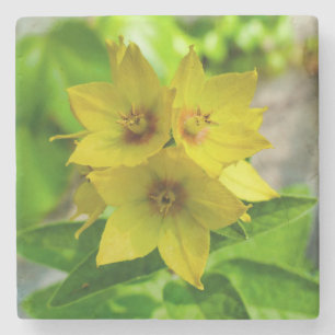 Porta-copo De Pedra Lysimachia punctata