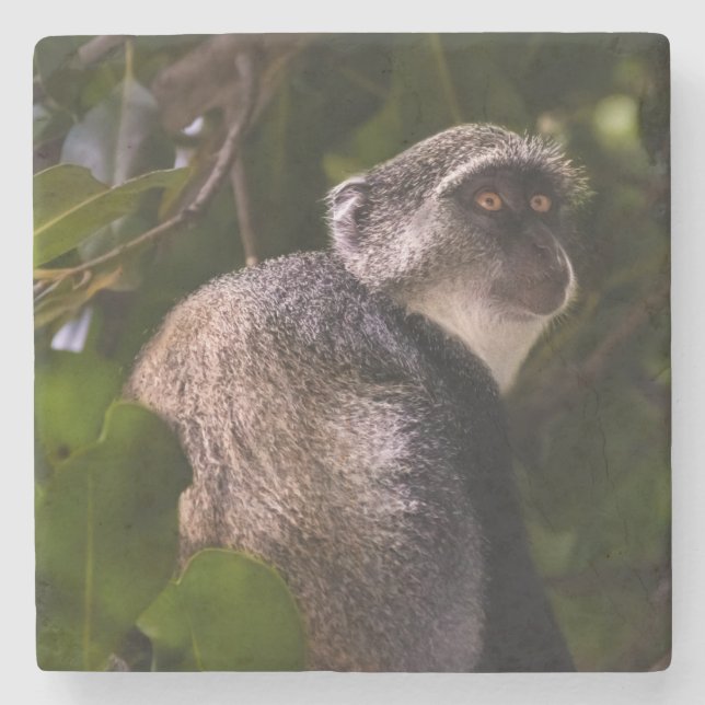 Porta-copo De Pedra Macaco azul, Zanzibar (Frente)