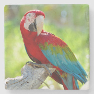 Porta-copo De Pedra Macaw que senta-se no ramo