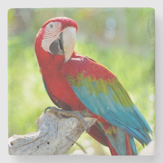 Porta-copo De Pedra Macaw que senta-se no ramo (Frente)