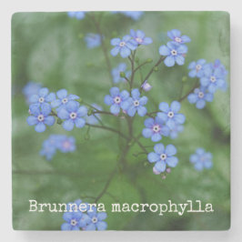 Porta-copo De Pedra Macrophylla de Brunnera
