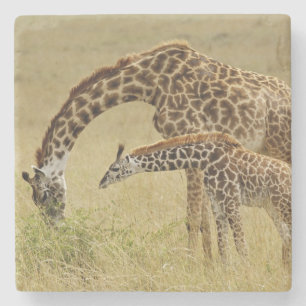 Porta-copo De Pedra Mãe e bebê Girafa Masai, Giraffa