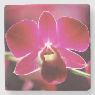 Porta-copo De Pedra Malásia, Orquídea