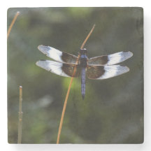 Male Widow Skimmer Dragonfly