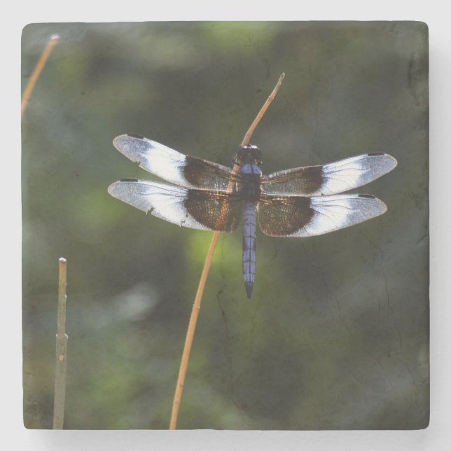 Porta-copo De Pedra Male Widow Skimmer Dragonfly (Frente)