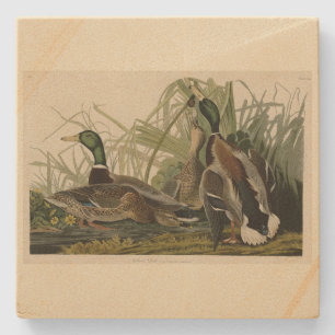 Porta-copo De Pedra Mallard Duck do Pássaro da América de Audubon