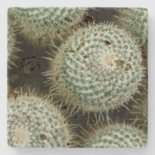 Porta-copo De Pedra Mammillaria hahniana
