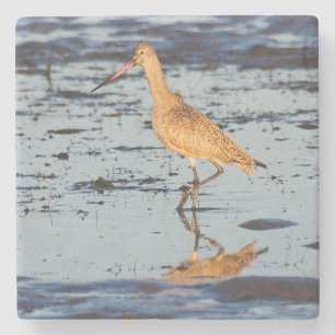 Porta-copo De Pedra Marbled Godwit no Oceano Pacífico