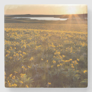 Porta-copo De Pedra Marca De Arroknowledge Balsamroot Wildflower