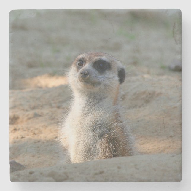 Porta-copo De Pedra Meerkat 004 (Frente)