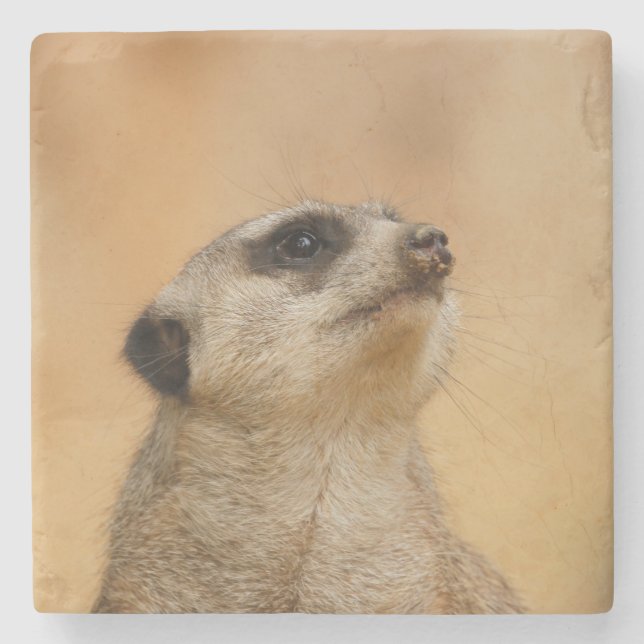 Porta-copo De Pedra Meerkat 011 (Frente)
