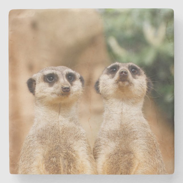 Porta-copo De Pedra Meerkat 017 (Frente)