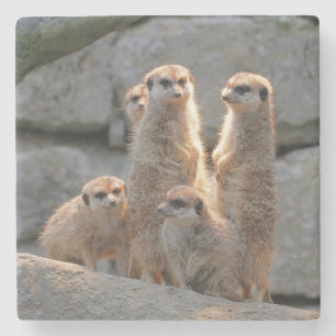 Porta-copo De Pedra Meerkat 110