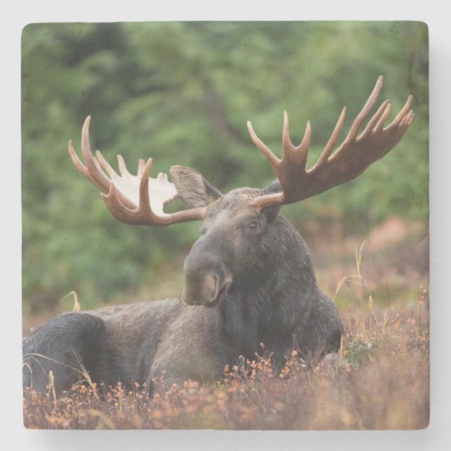 Porta-copo De Pedra Moose (Frente)