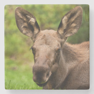 Porta-copo De Pedra Moose Curiosa