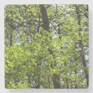 Porta-copo De Pedra Natureza verde das folhas de bordo do primavera