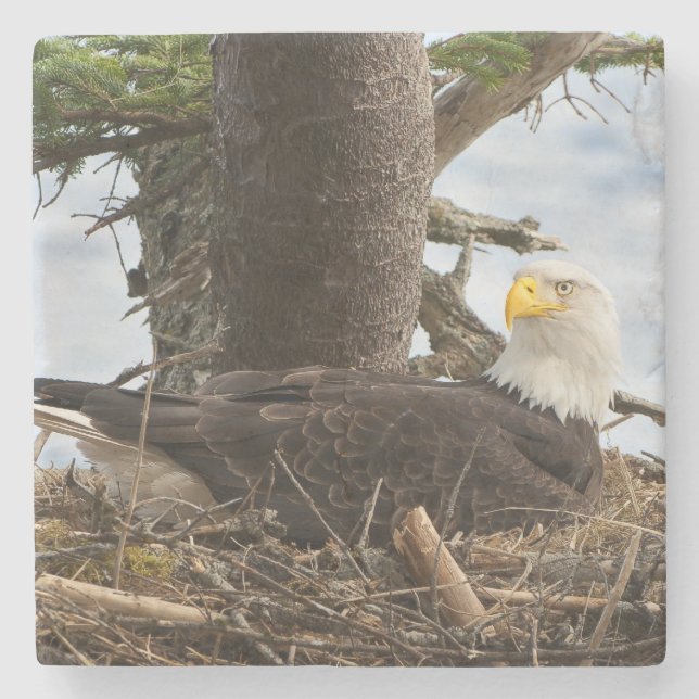 Porta-copo De Pedra Nesting Bald Eagle (Frente)
