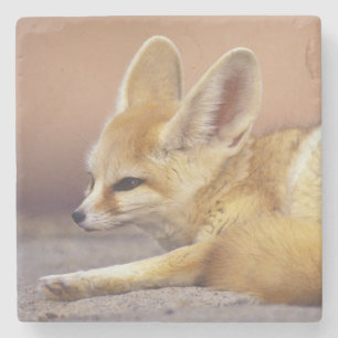 Porta-copo De Pedra Norte da África. Feneco Fennecus zerda)