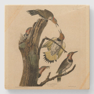 Porta-copo De Pedra Norther Flicker das Aves da América de Audubon
