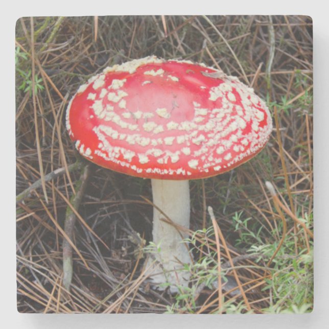 Porta-copo De Pedra Nova Zelândia, Rotorua, Zona Vulcânica de Taupo (Frente)