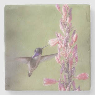 Porta-copo De Pedra O charmoso Hummingbird da Costa