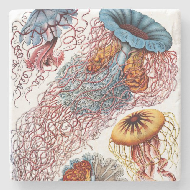 Porta-copo De Pedra O Discomedusae de Ernst Haeckel (Frente)