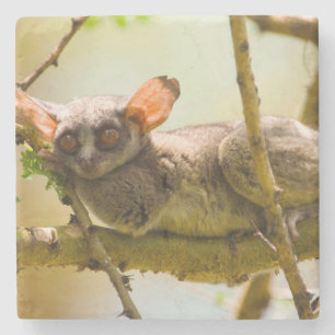 Porta-copo De Pedra O Gálago do Senegal (Galago Senegalensis)