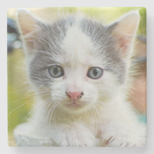 Porta-copo De Pedra O gatinho monta uma bicicleta