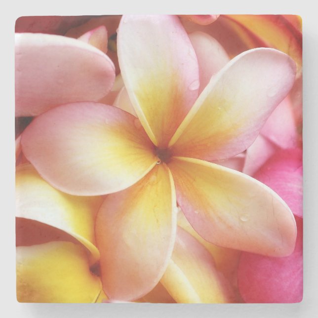 Porta-copo De Pedra O Plumeria floresce o Frangipani havaiano floral (Frente)