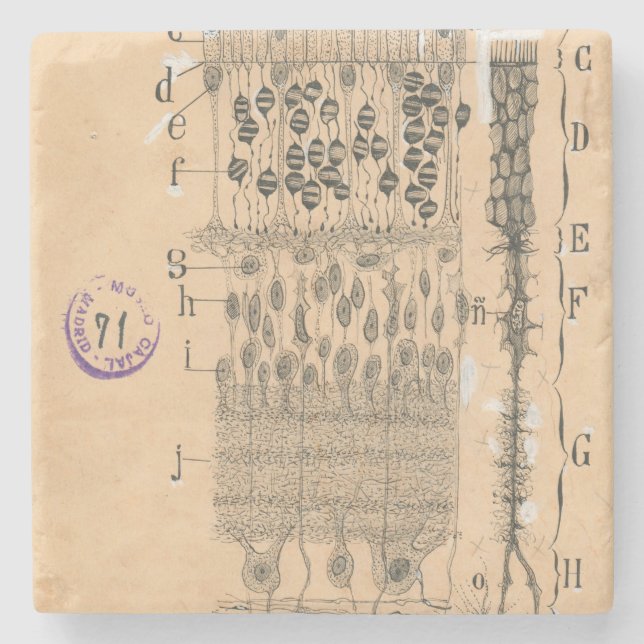 Porta-copo De Pedra Olhos De Desenho Celular Retina Santiago Ramon Y C (Frente)