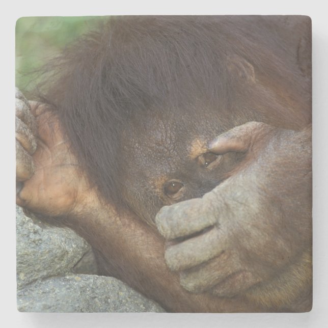 Porta-copo De Pedra Orangotango-de-sumatra, Pongo pygmaeus (Frente)