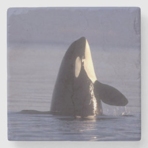 Porta-copo De Pedra Orca assassina (Orca orcinus) espiando perto