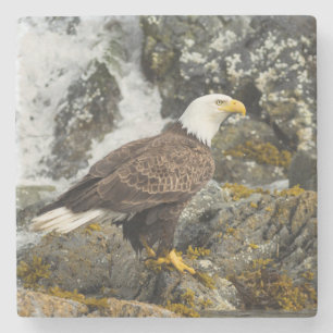Porta-copo De Pedra Ortod Bald Eagle