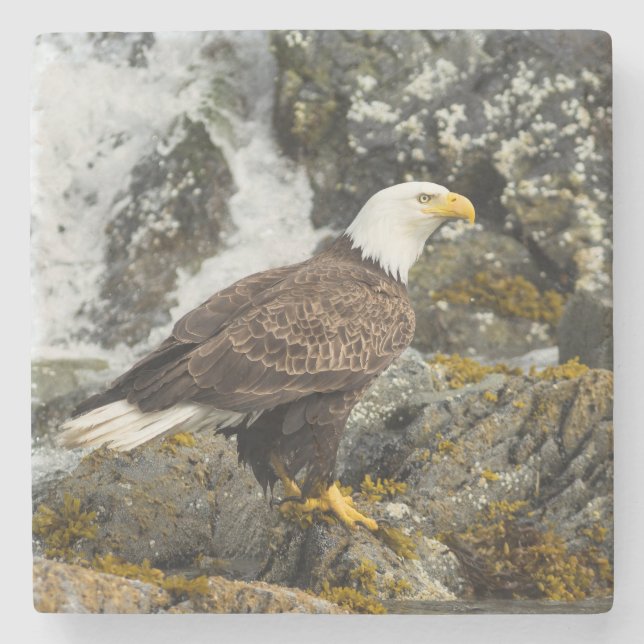 Porta-copo De Pedra Ortod Bald Eagle (Frente)