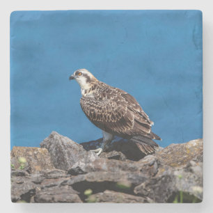 Porta-copo De Pedra Osprey nas rochas