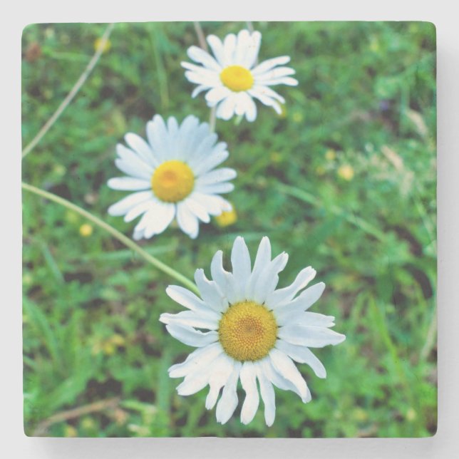 Porta-copo De Pedra Ox-Eye Daisies (Frente)