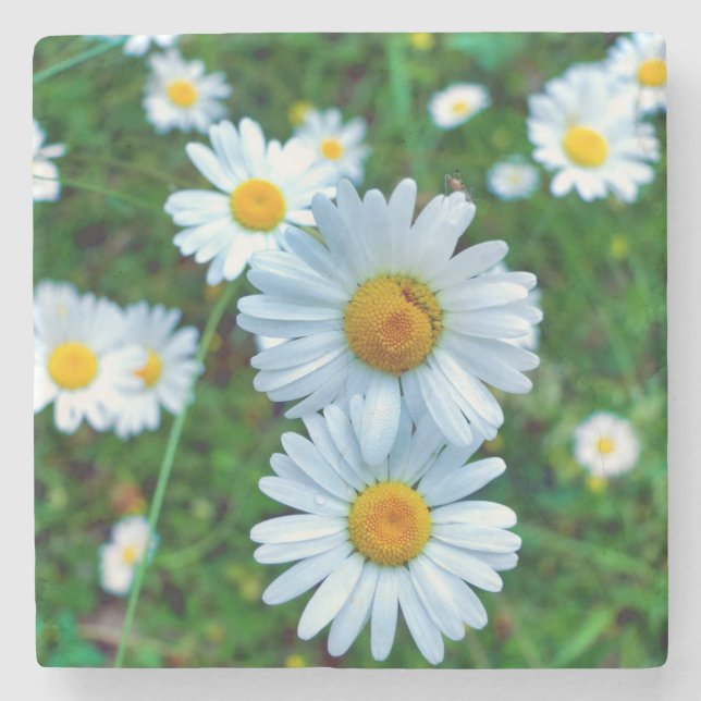 Porta-copo De Pedra Ox-Eye Daisies (Frente)