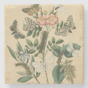 Porta-copo De Pedra Palcos da vida da borboleta pelo Vision Studio