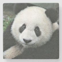 Panda Gigante Descansando na Grama Verde