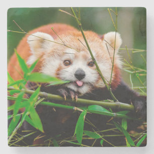 Porta-copo De Pedra Panda Vermelho