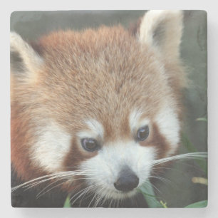 Porta-copo De Pedra Panda-vermelho, Taronga Zoo, Sydney, Austrália