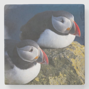 Porta-copo De Pedra Papagaio-do-mar (Fratercula arctica) 7
