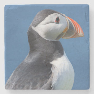 Porta-copo De Pedra Papagaio-do-mar (Fratercula Arctica) no Penhasco