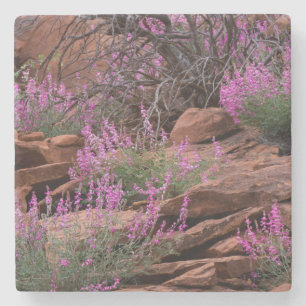 Porta-copo De Pedra Parque Nacional Capitol Reef, Utah, EUA