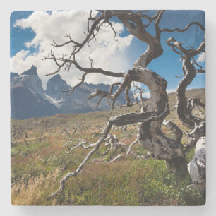 Porta-copo De Pedra Parque Nacional Torres del Paine, árvores danific