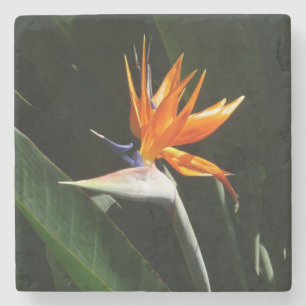 Porta-copo De Pedra Pássaro da Flor Tropical Laranja do Paraíso